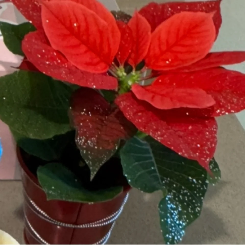 6 Mini Holiday Plant Pot